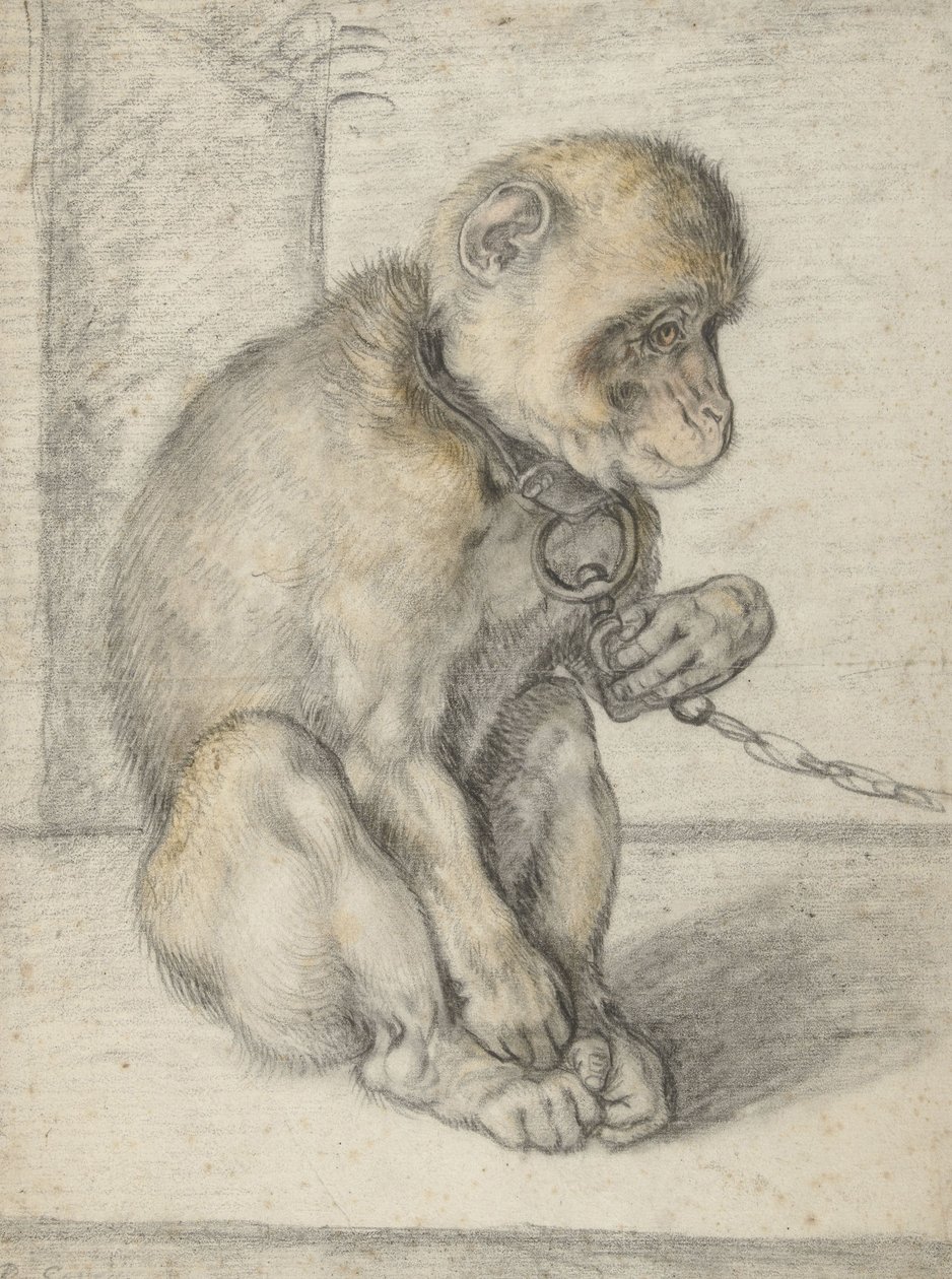 En sittende ape på en kjede, 1592-1602 (svart, oker og rødt kritt) av Hendrik Goltzius
