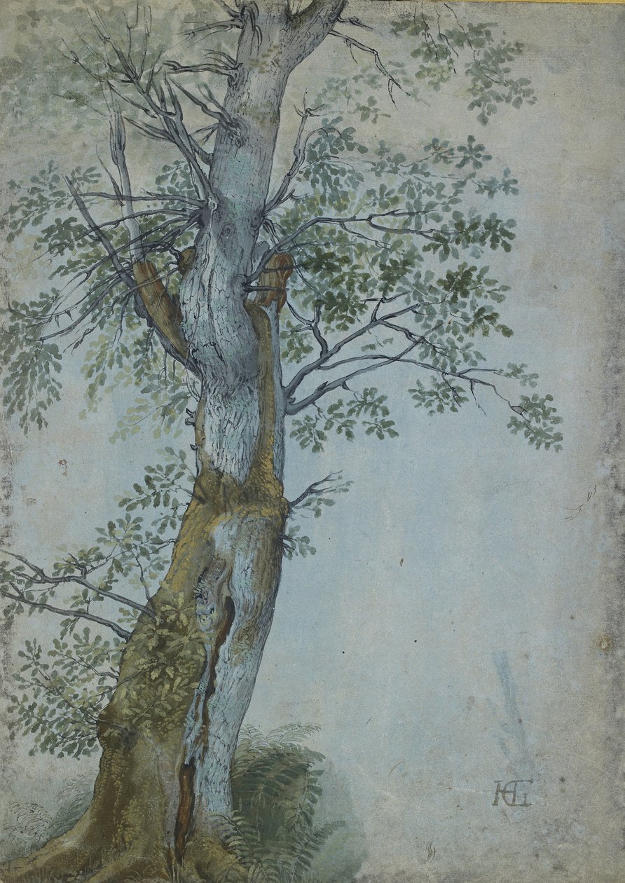 Study of a Tree, 1597-99 (penn i mørkebrunt blekk, pensel i wc og kroppsfarge, forsterket med hvitt på blått papir) av Hendrik Goltzius