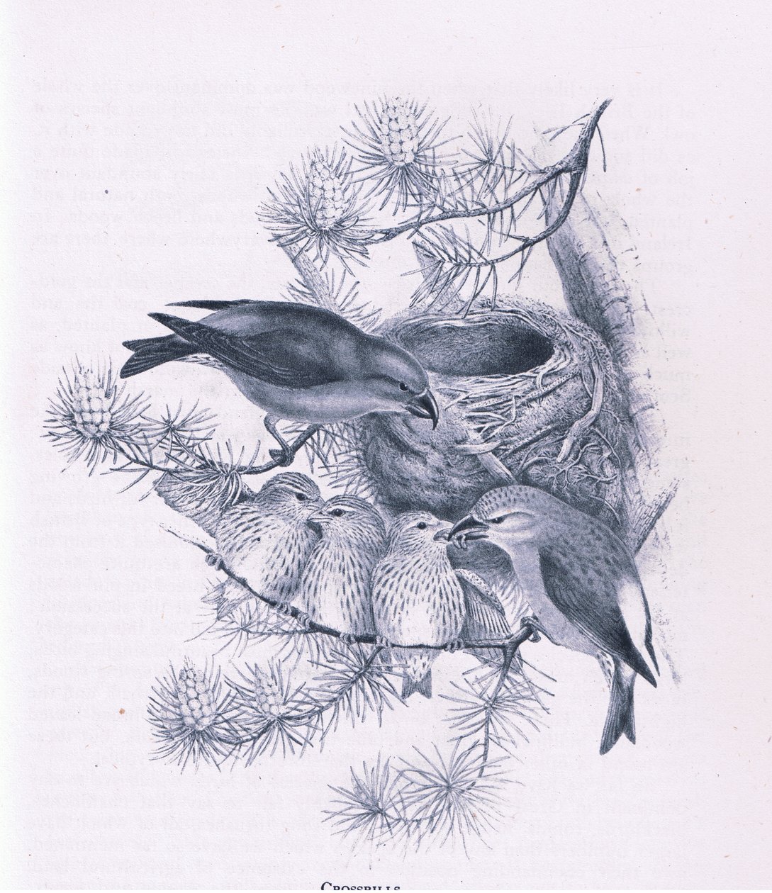Crossbills, Nature in Britain utgitt av Collins, 1946 av Hendrik Gronvold