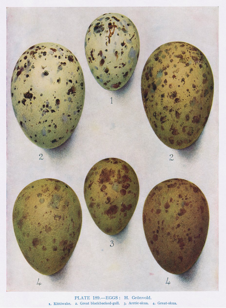 Egg: Svarthodemåke: Vanlig måke: etc, illustrasjon fra 'British Birds' av Kirkman und Jourdain, 1966 av Hendrik Gronvold