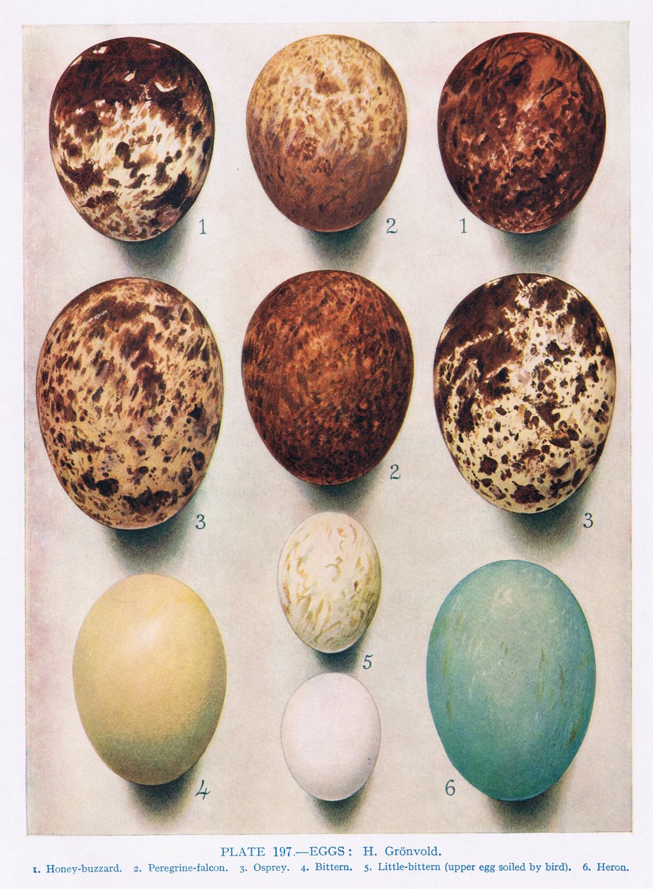 Egg:Sparrow Hawk:Kestrel:etc, illustrasjon fra 'British Birds' av Kirkman und Jourdain, 1966 av Hendrik Gronvold