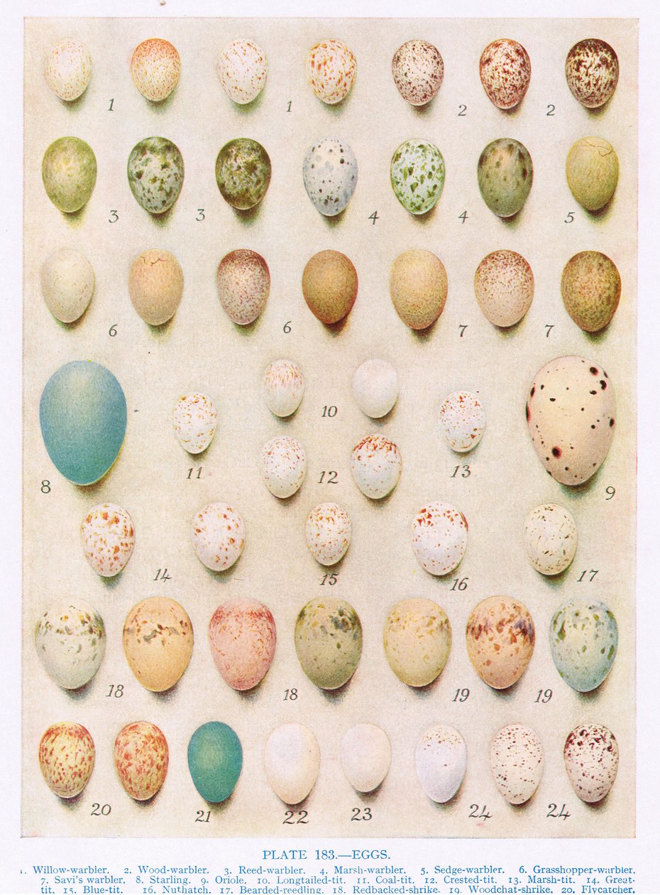 Egg: Treecreeper: Wren: etc, illustrasjon fra 