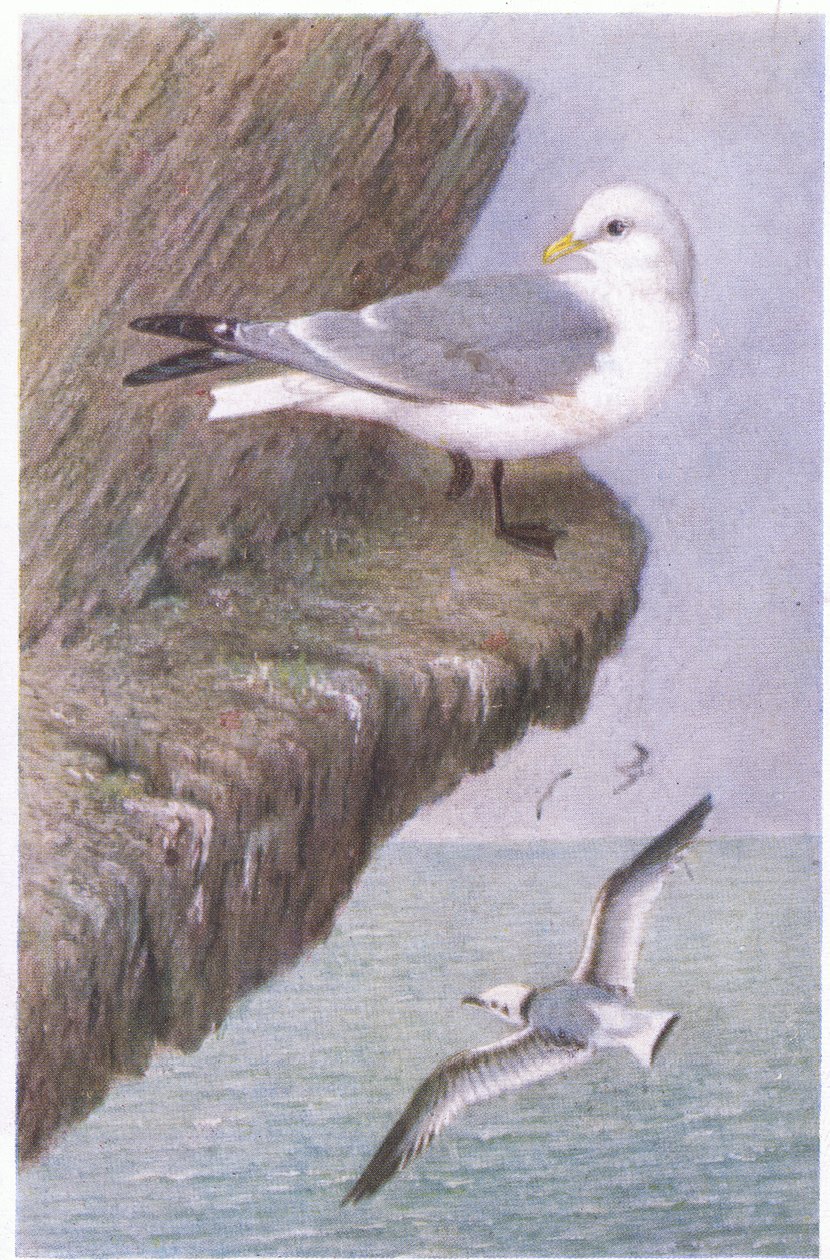 Kittiwake, Postkort, 1930-tallet av Hendrik Gronvold