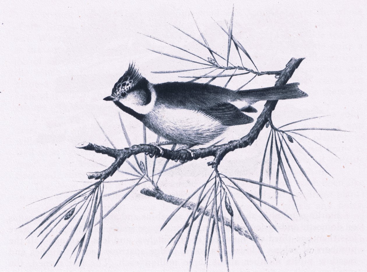 Scottish Crested Tits, Nature in Britain utgitt av Collins, 1946 av Hendrik Gronvold