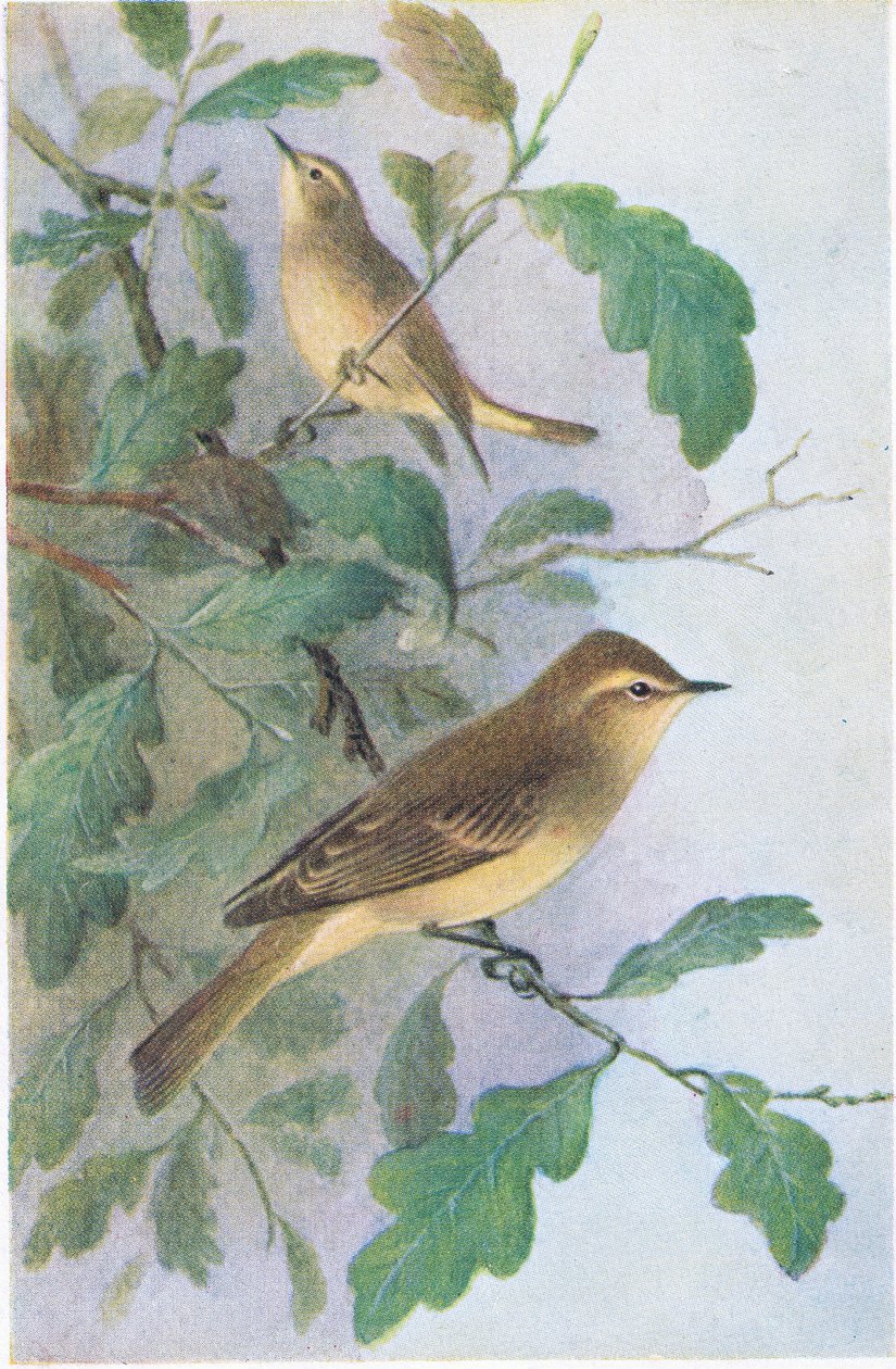 Willow Warbler, Postkort, 1930-tallet av Hendrik Gronvold