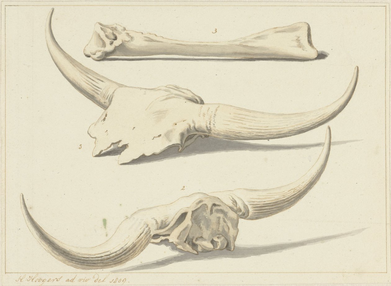 Fossile bein fra en urokse, funnet under flommen, 1809 av Hendrik Hoogers