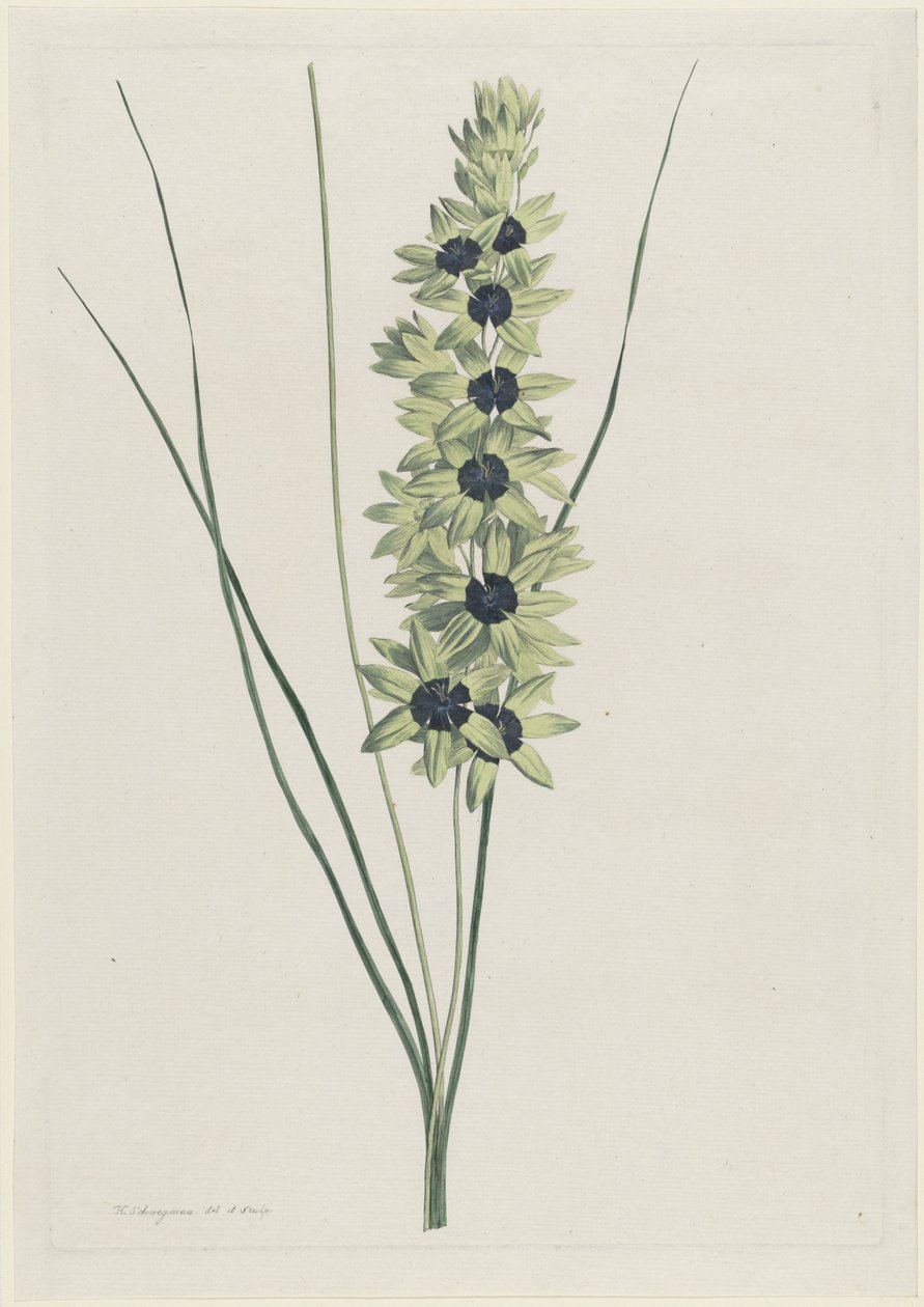 Afrikaanse iris (Ixia maculata verdi) av Hendrik Schwegman
