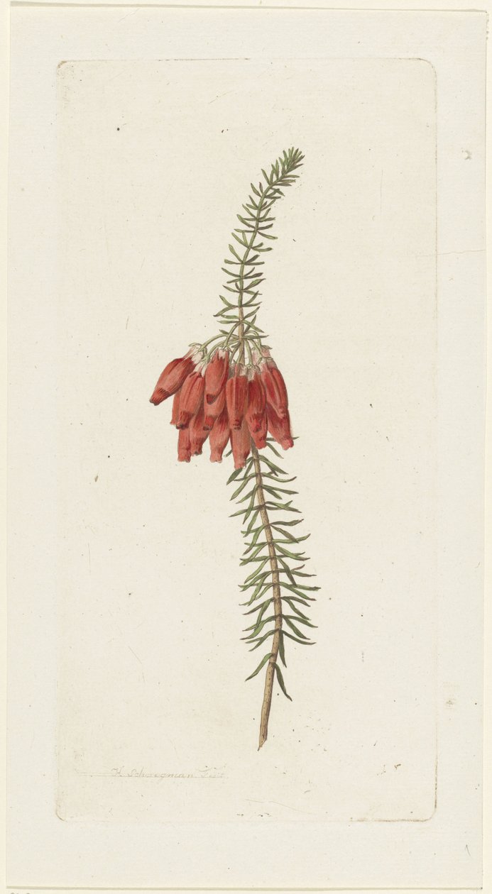 Blomster (Erica Mammosa) av Hendrik Schwegman
