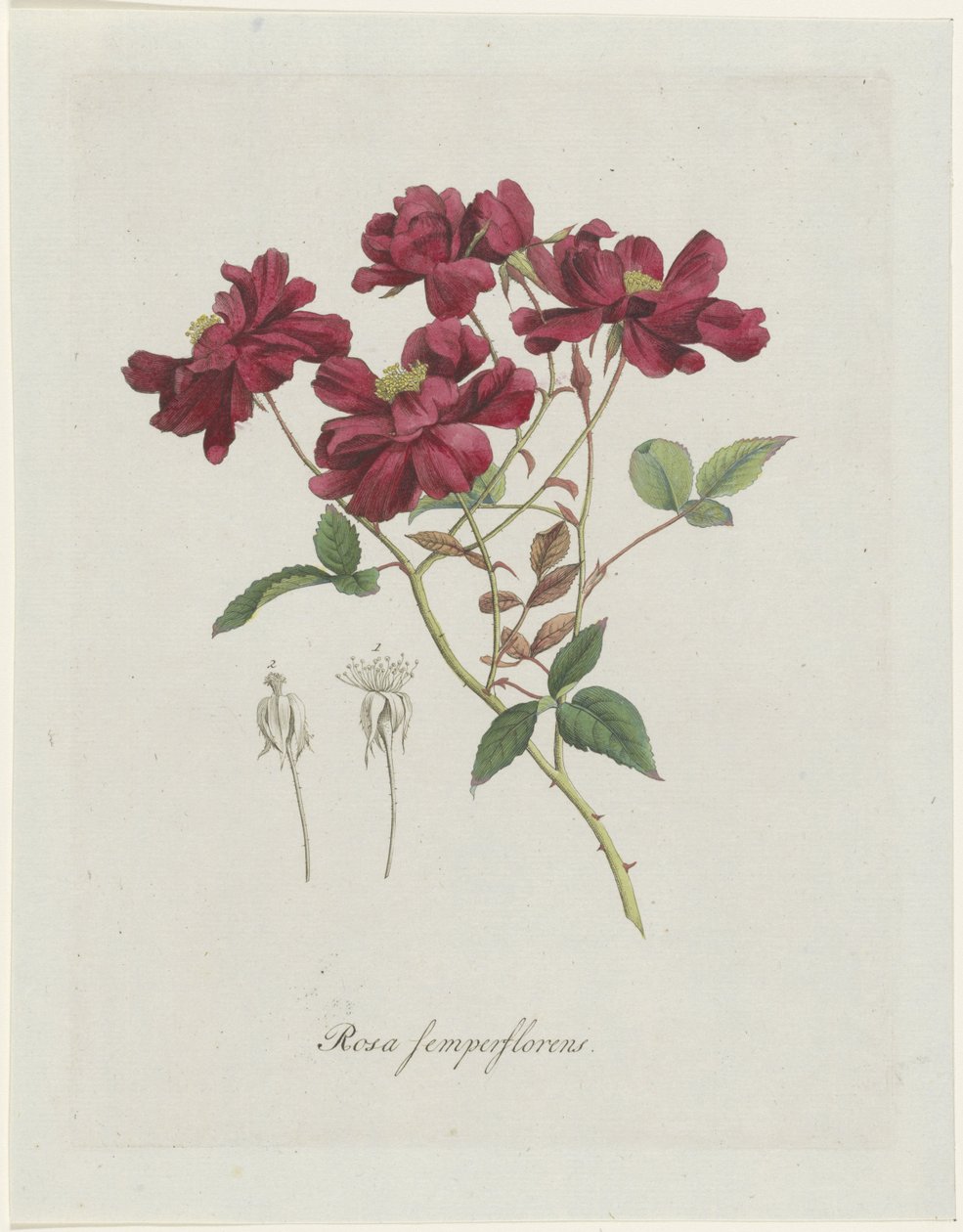 Kinesisk roos (Rosa chinensis Jacq.) Rosa semperflorens (tittel på objekt) av Hendrik Schwegman
