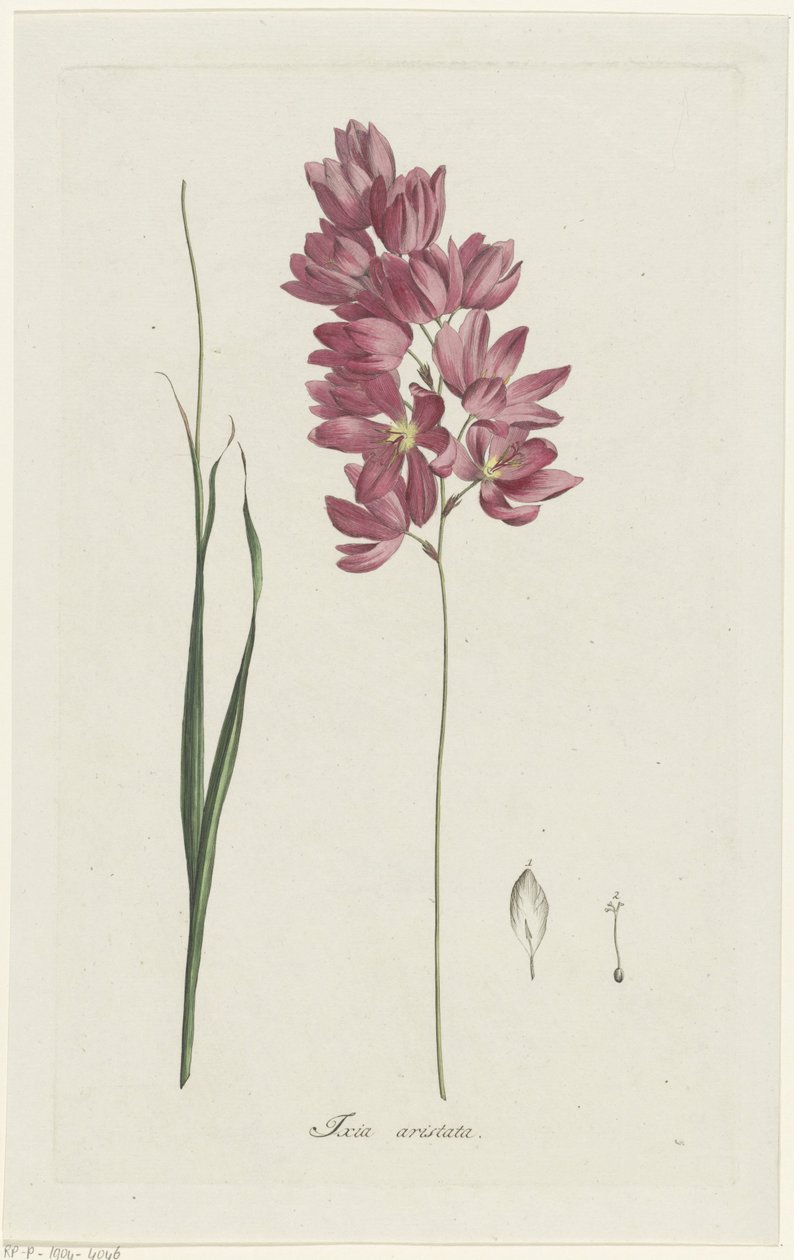 Ixia patens Aiton Ixia aristata (tittel på objekt) av Hendrik Schwegman