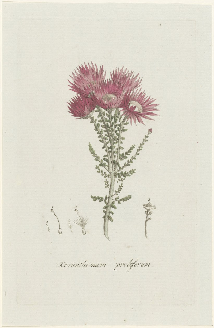 Phaenocoma prolifera Xeranthemum proliferum (tittel på objekt) av Hendrik Schwegman