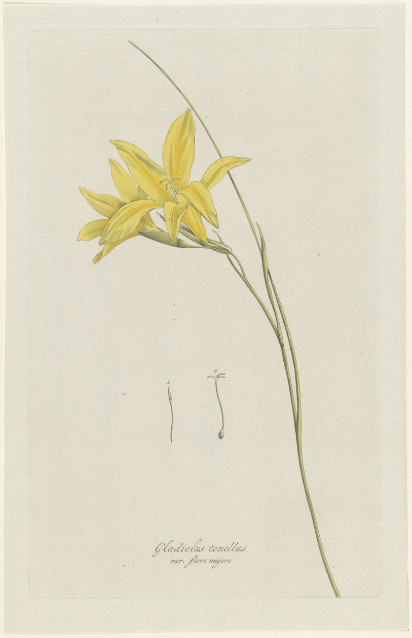 Sverdlilje (Gladiolus carinatus Aiton) Gladiolus tenellus var. flore majore (tittel på objekt) av Hendrik Schwegman