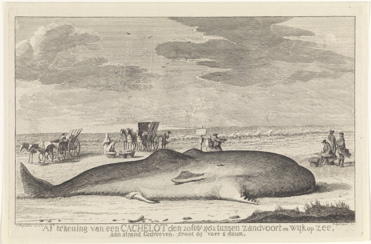 vasket opp spermhval Signering av en cache-lott 20. februar 1762 mellom Zandvoort og Wyk op Zee, kjørt på en strand, stor 61 fot 6 duum. (tittel på objekt) av Hendrik Spilman