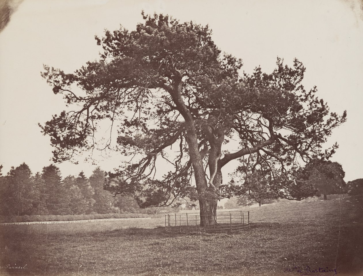  av Henri Charles de Rostaing
