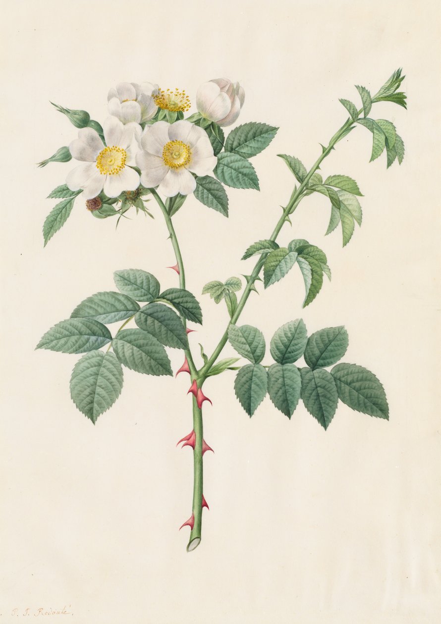 Brier Bush Rose eller Hunderose Rosa Leucantha, 1817-1824. av Pierre Joseph Redouté