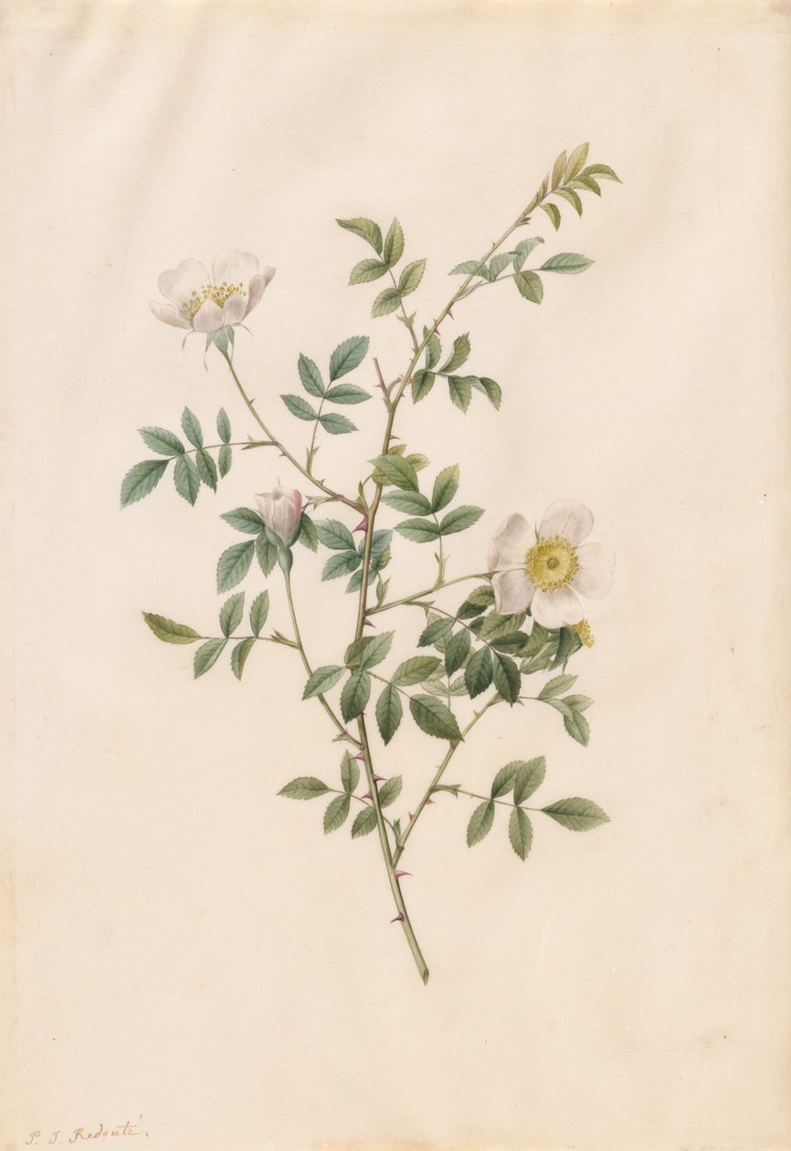 Brier Bush Rose eller Hunderose Rosa Sepium Rosea, 1817-1824. av Pierre Joseph Redouté