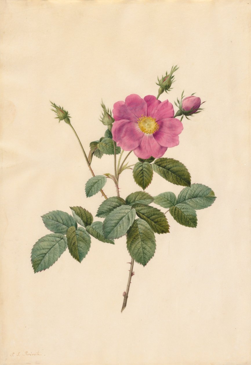 Kålrose Rosa Centifolia Simplex, 1817-1824. av Pierre Joseph Redouté