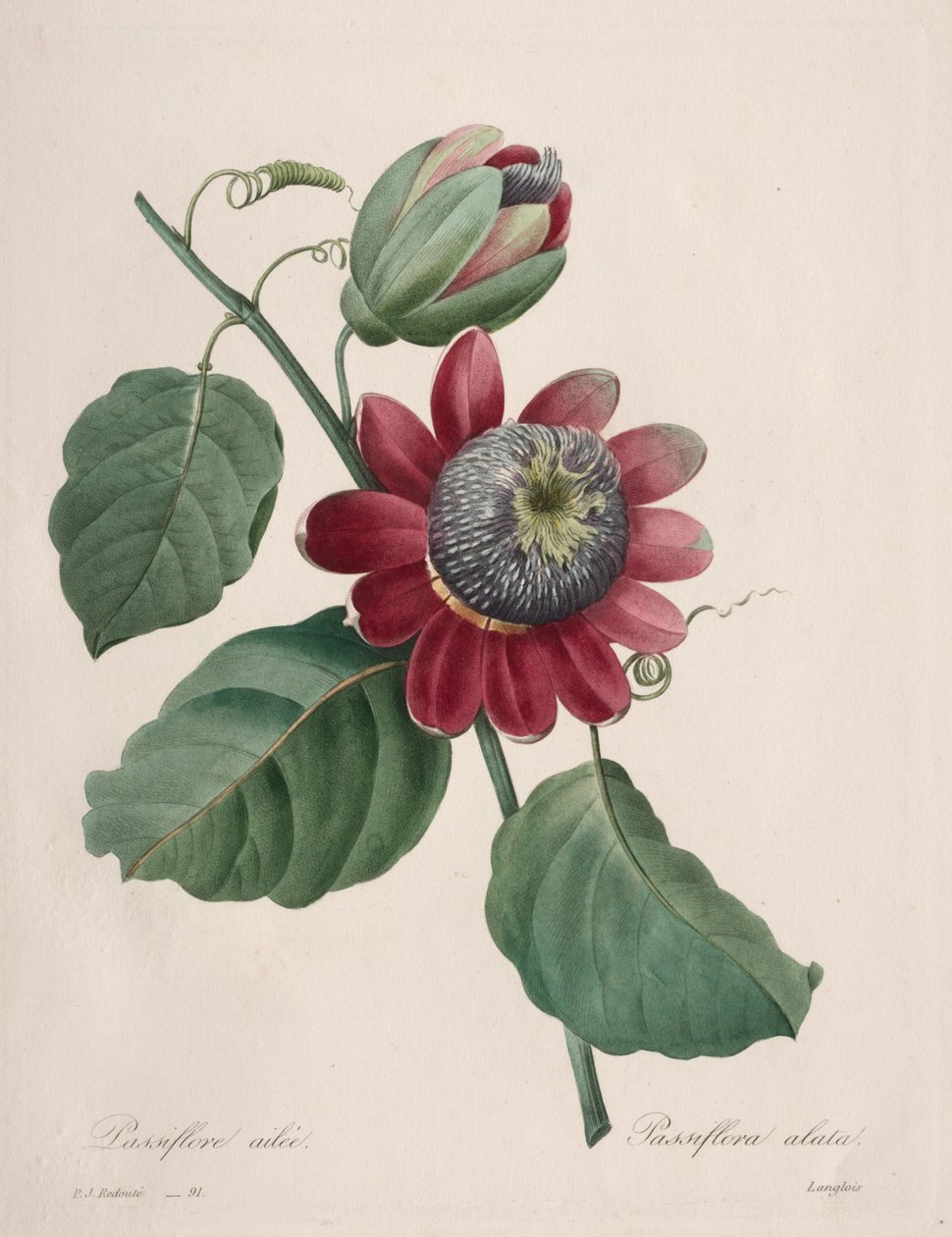 Valg av de vakreste blomstene... vakreste frukter: Passiflore ailee, 1827. av Pierre Joseph Redouté