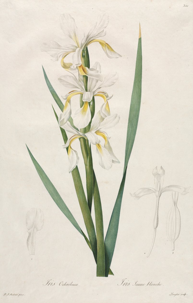 Gullbåndet Iris, 1812. av Pierre Joseph Redouté