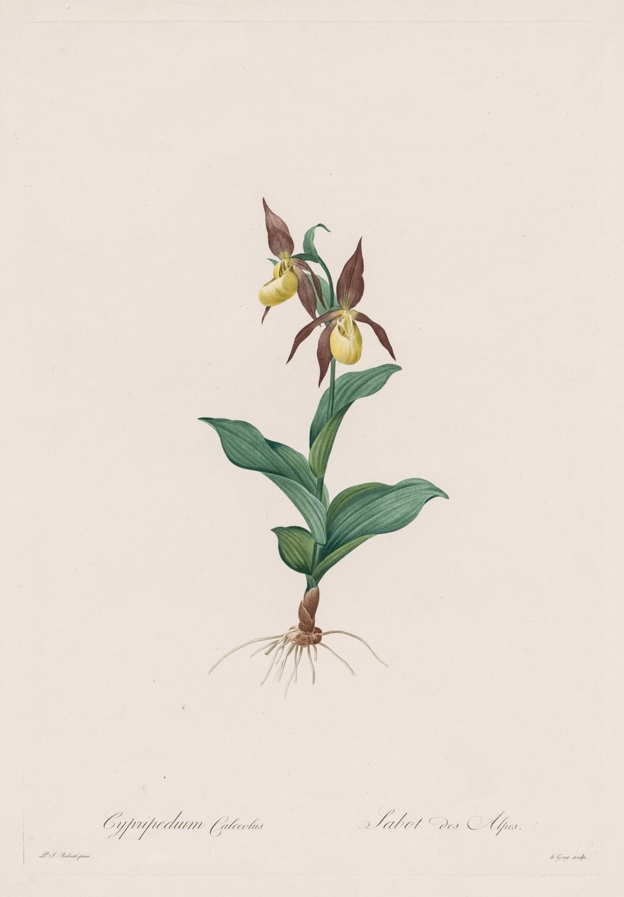Les Liliacées: Cypripedium-sko, 1802-1816. av Pierre Joseph Redouté