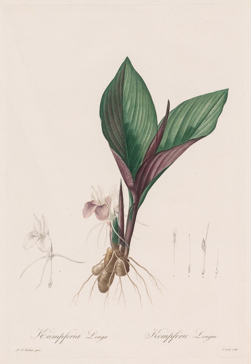 Les Liliacées: Kaempferia longa, 1802-1816. av Pierre Joseph Redouté