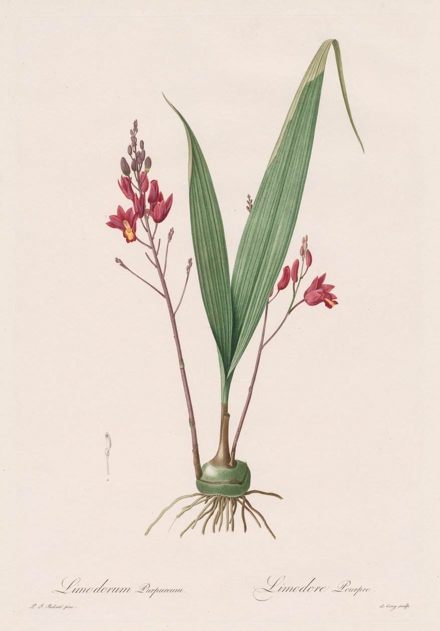 Les Liliacées: Limodorum purpureum, 1802-1816 av Pierre Joseph Redouté