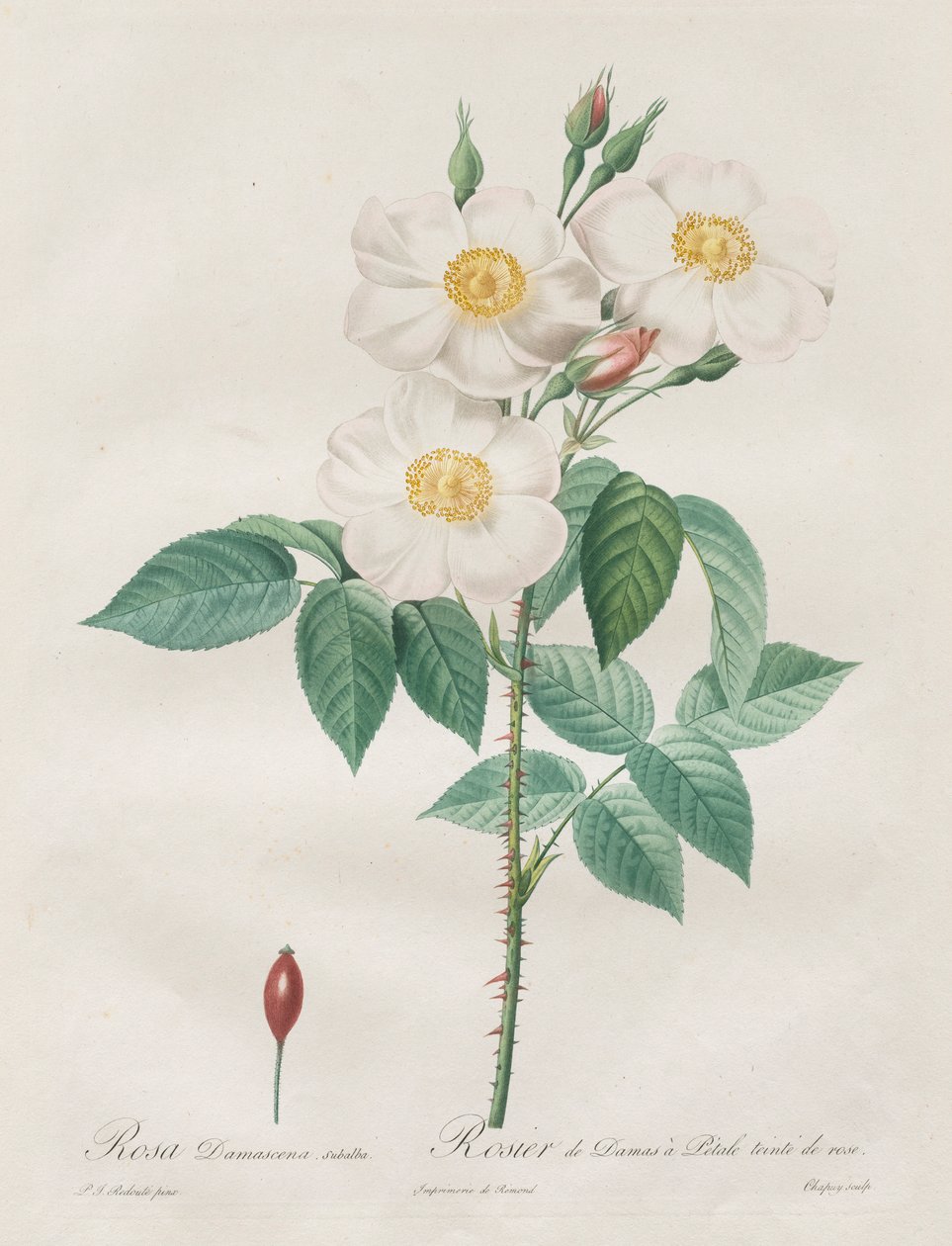 Les Roses: Rosa Damascena, subalba, 1817-1824. av Pierre Joseph Redouté