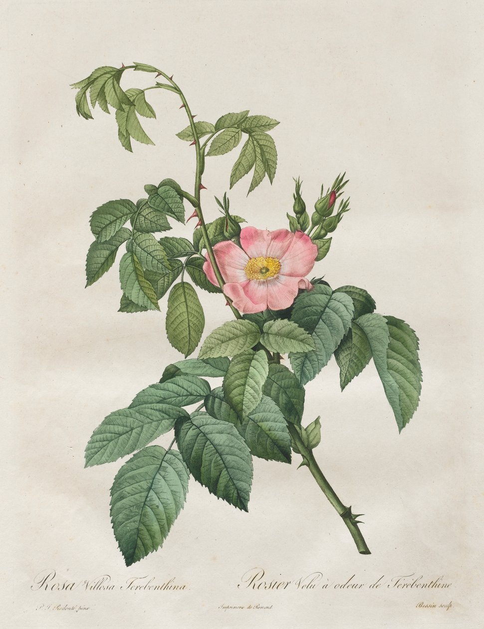 Rosene: Rosa Villosa Terebenthina, 1817-1824. av Pierre Joseph Redouté