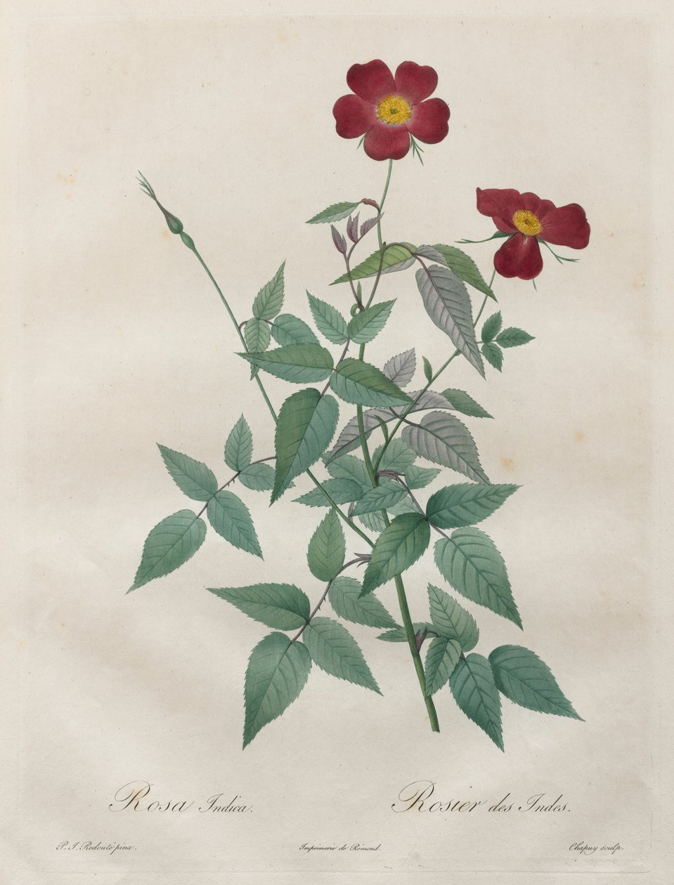 Les Roses: Rosa indica, 1817-1824. av Pierre Joseph Redouté