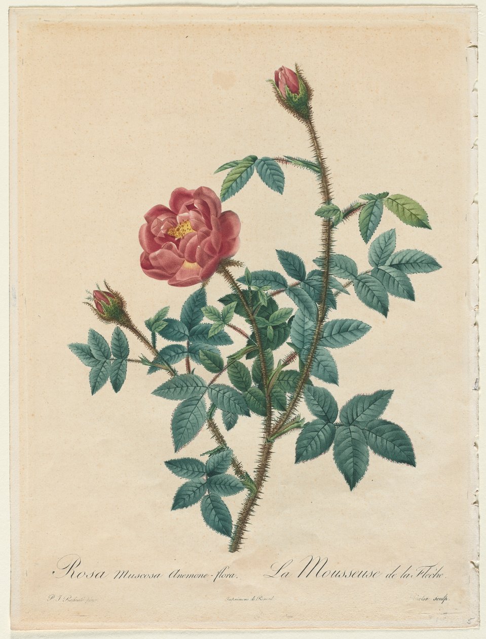 Moss Rose, 1817-1824. av Pierre Joseph Redouté