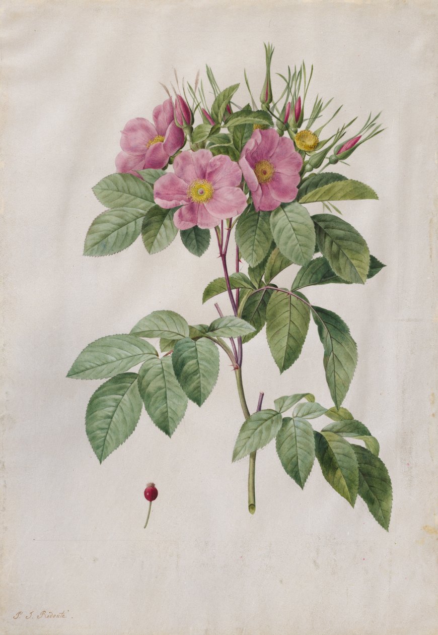 Beitemark Rose Rosa Carolina Corymbosa, 1817-1824. av Pierre Joseph Redouté
