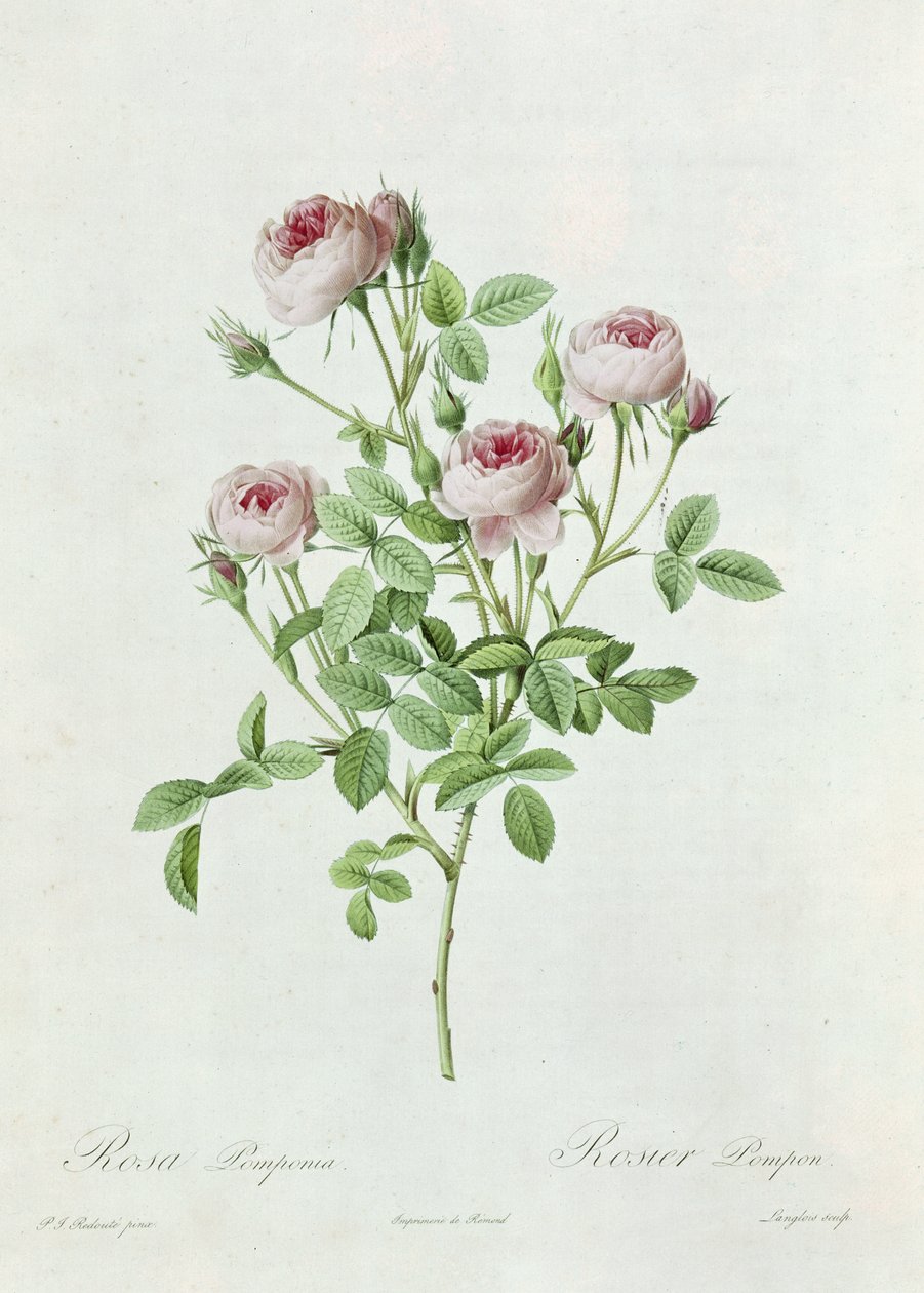 Rosa Pomponia, fra 