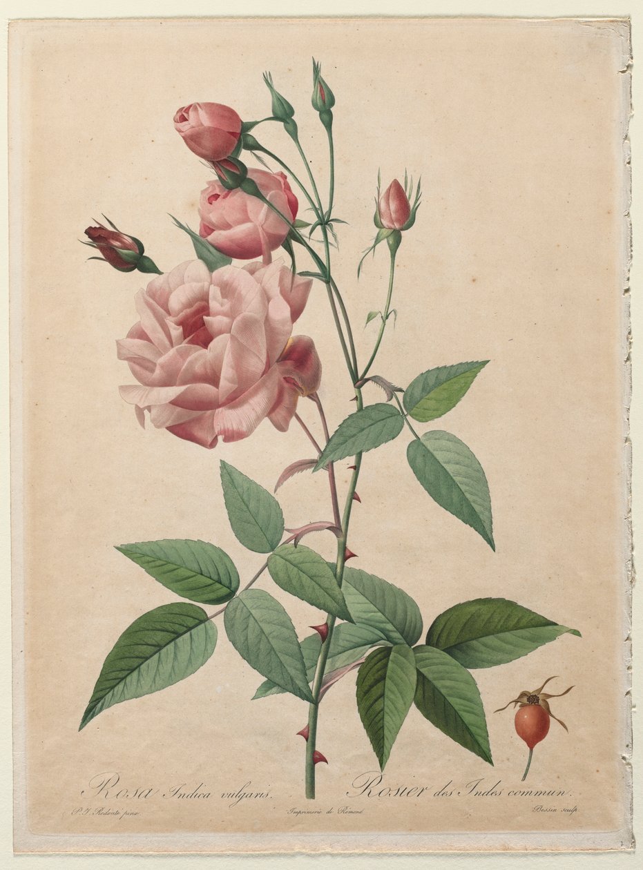 Rosene: Kina eller Bengal Rose, 1817-1824. av Pierre Joseph Redouté