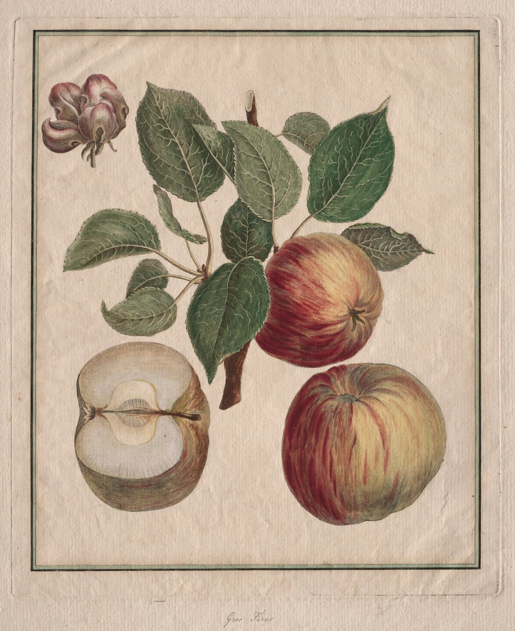 Eple med blad og fruktblomst av Henri Louis Duhamel du Monceau