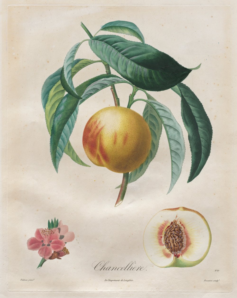 Traktat om frukttrær: kansler, 1808-1835. av Henri Louis Duhamel du Monceau