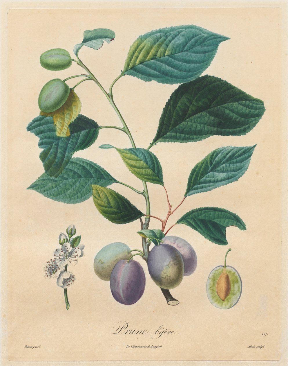 Avhandling om frukttrær: Prune bifère, 1808-1835. av Henri Louis Duhamel du Monceau