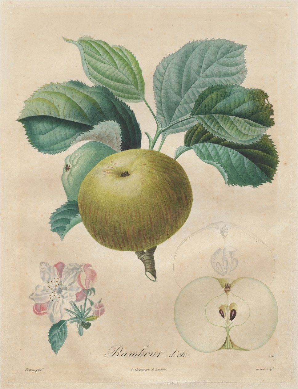 Avhandling om frukttrær: Summer Rambour av Henri Louis Duhamel du Monceau