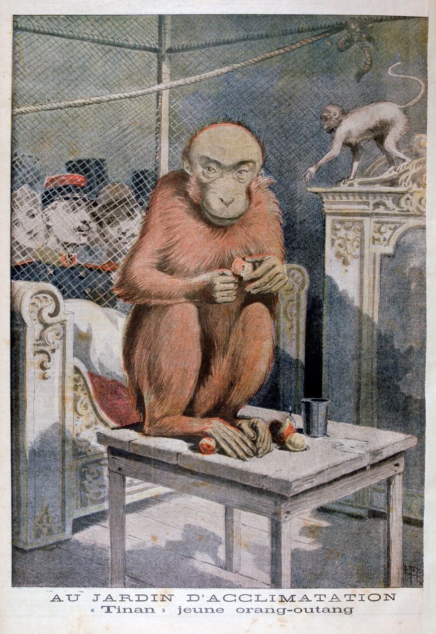 Orangutangen Tinan, 1896 av Henri Meyer
