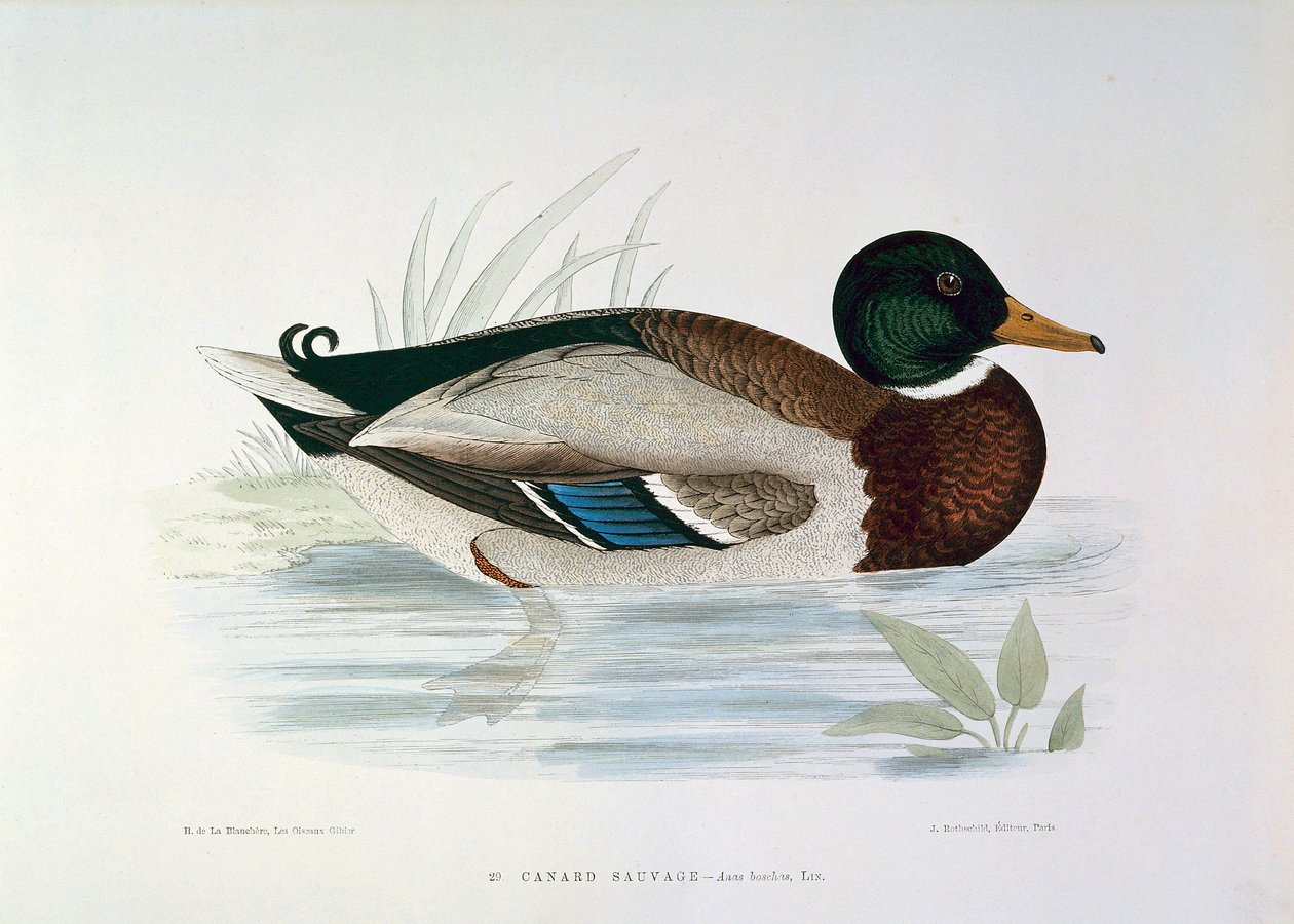 Representasjon av en stokkand-plate av H. Blanchere av Henri de la Blanchere