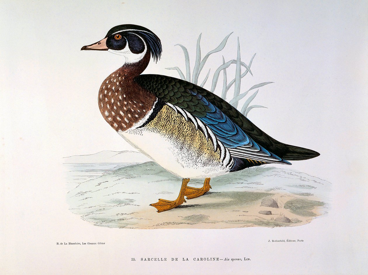 Representasjon av en Teal Duck of Caroline Plate av H. Blanchere av Henri de la Blanchere