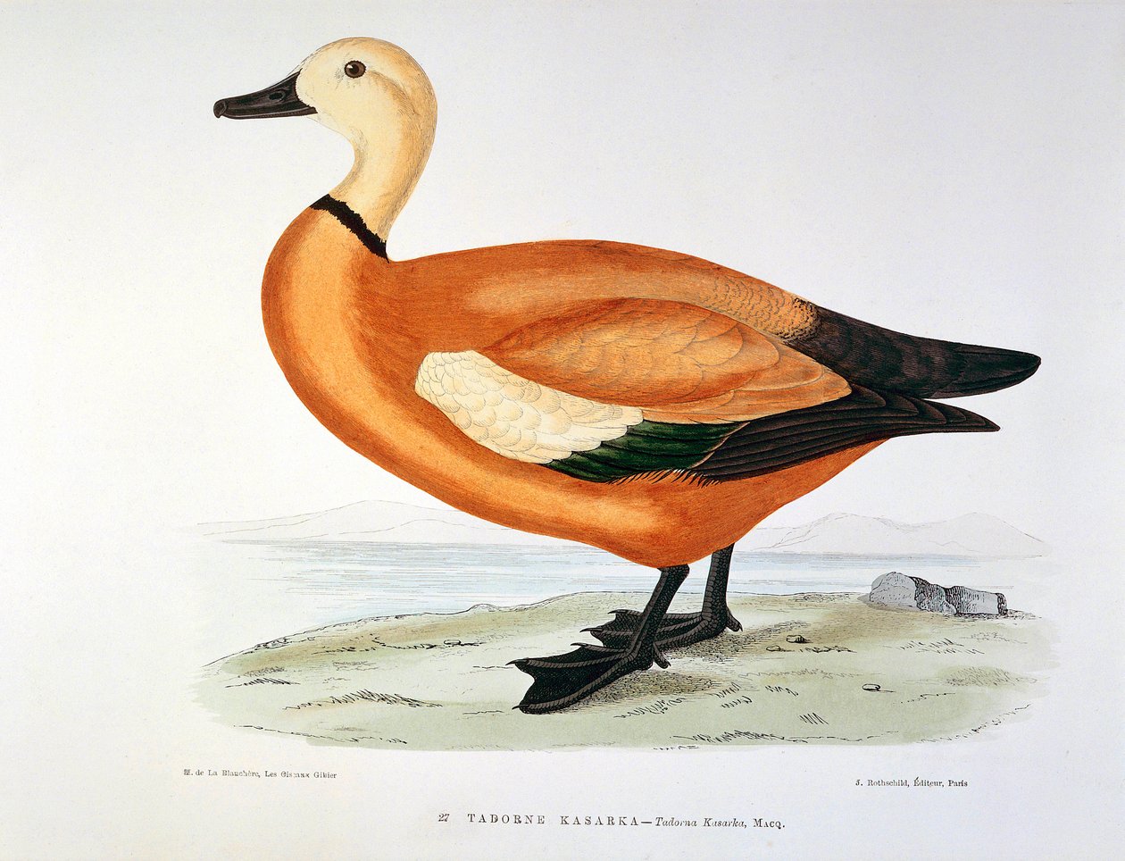 Representasjon av en and tadorne kasarka Planche av H. Blanchere av Henri de la Blanchere