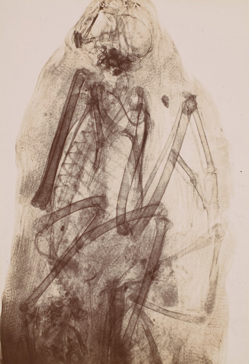[Røntgen av en rovfugls mummi], 1896. av Henri van Heurck