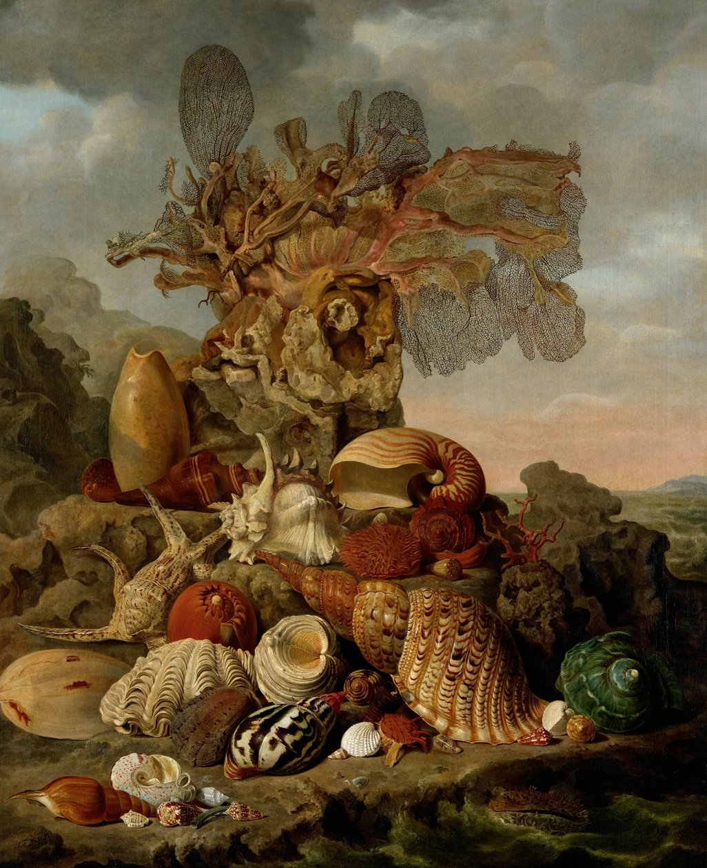 Skjell og marine planter av Henricus Franciscus Wiertz