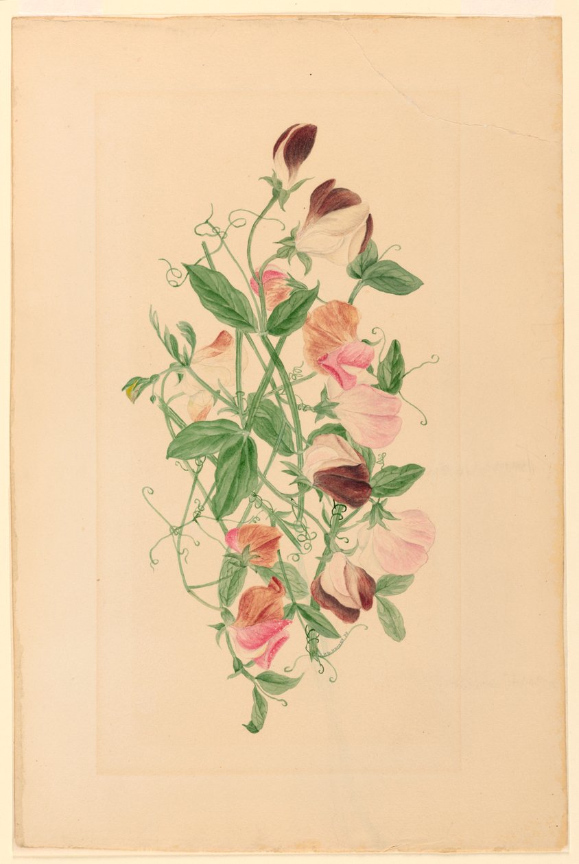  av Henrietta Benson Homer