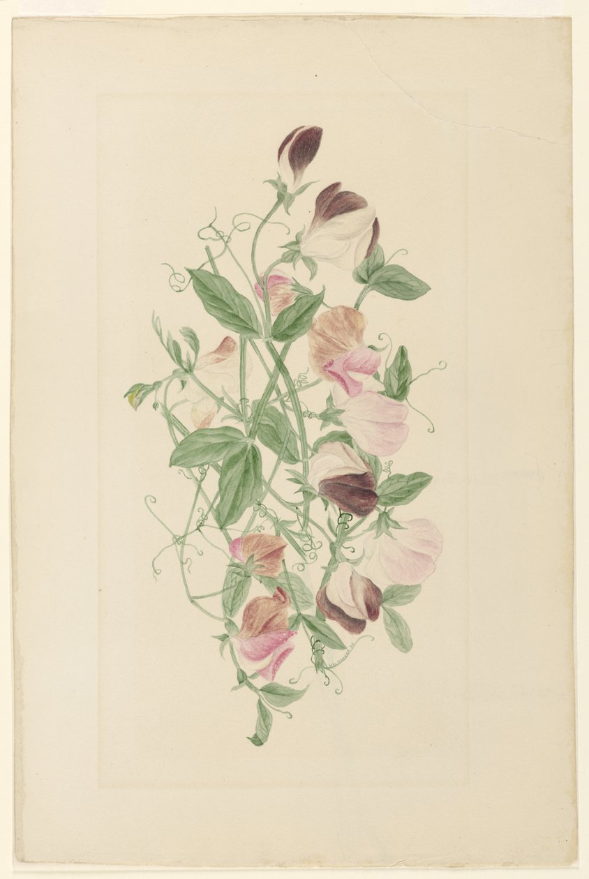 Sukkererter av Henrietta Benson Homer