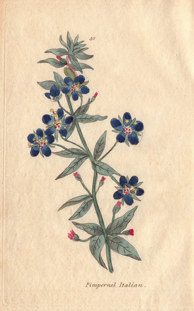 Italiensk pimpernel, Anagalis monellis, blomst av Henrietta Moriarty