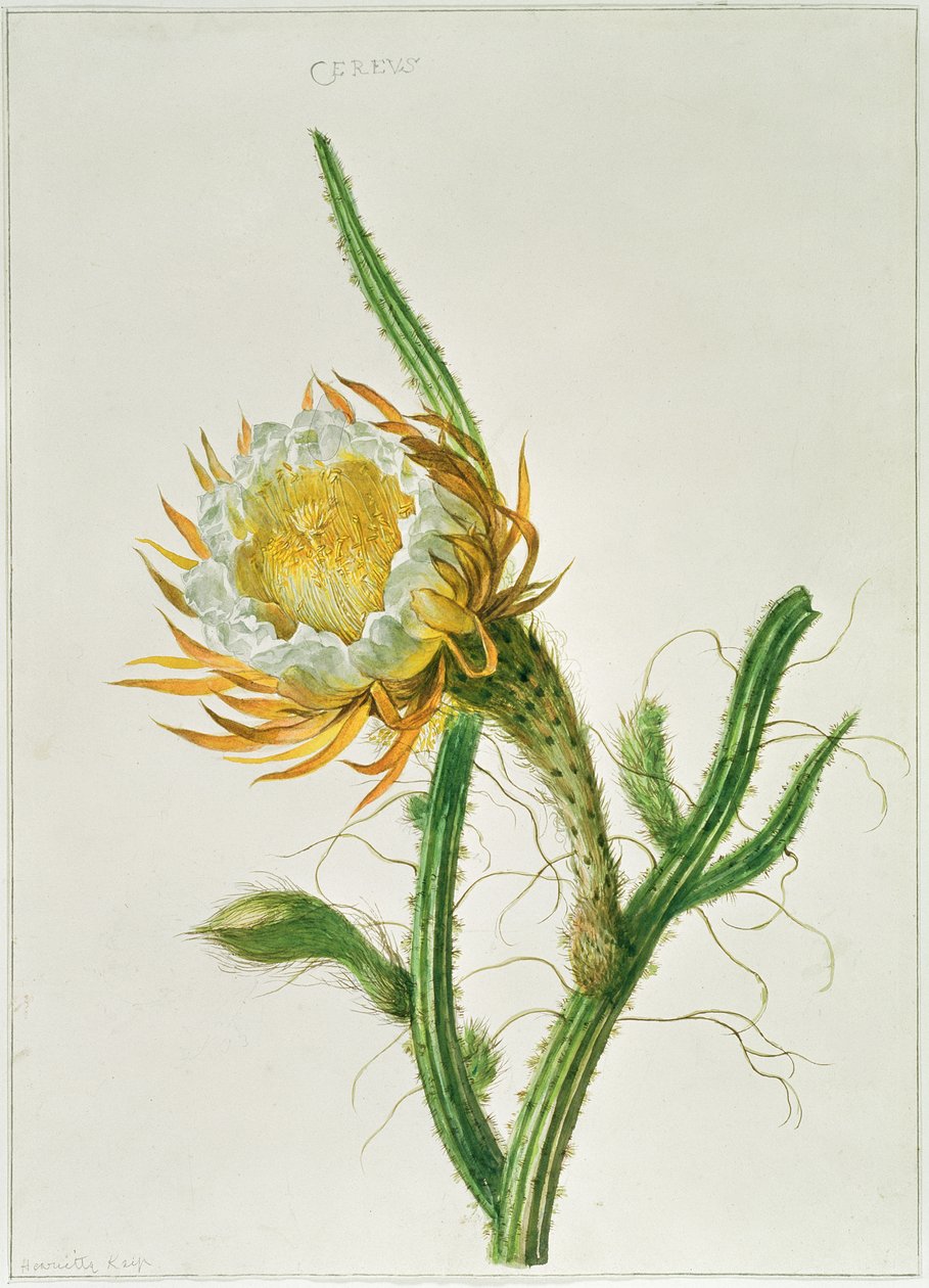 PD.729-11973 Nattblomstkaktus (Selenicereus grandiflorus), hjemmehørende i Jamaica av Henriette Gertruide Knip