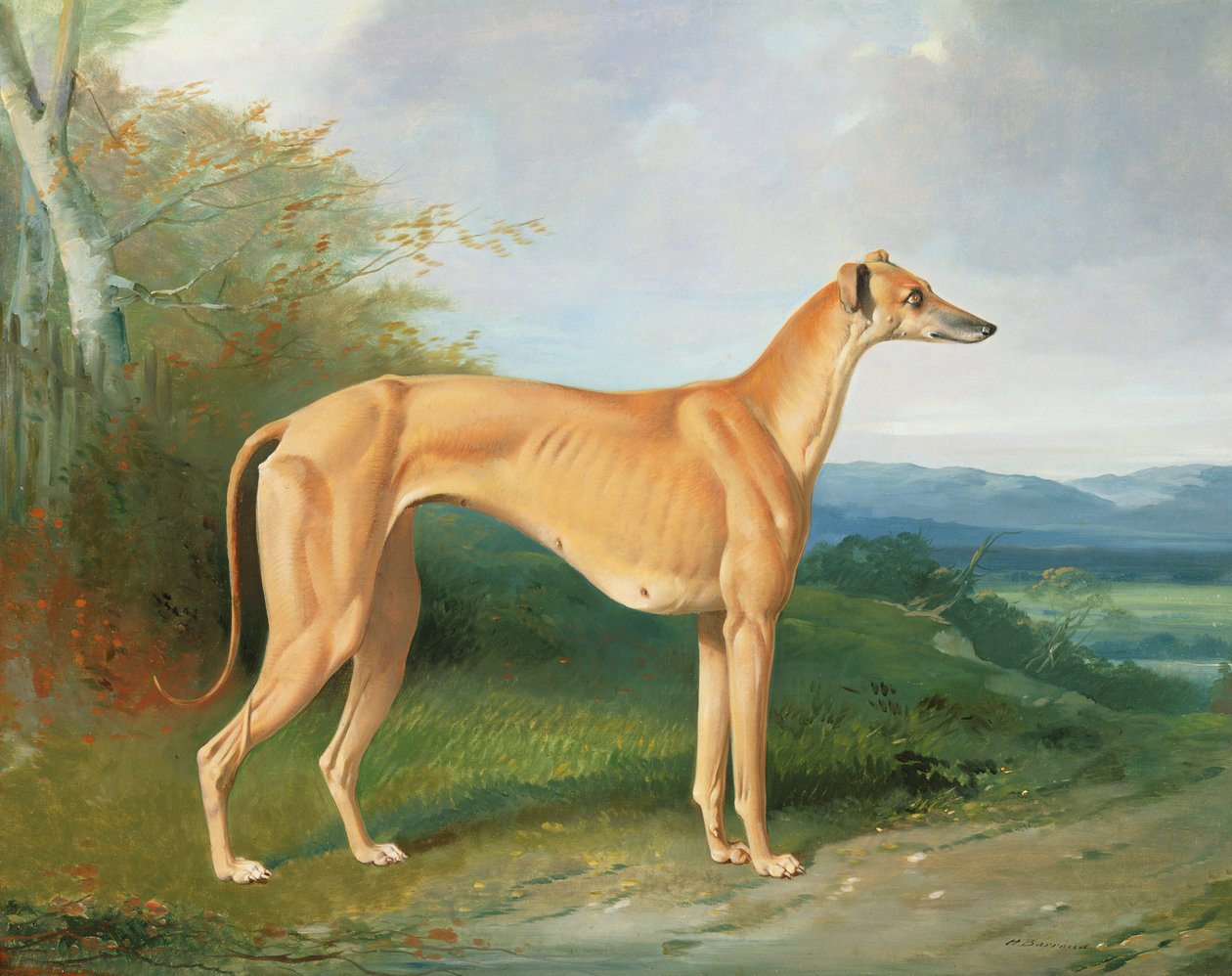 Greyhound tispe Lydia av Henry Barraud