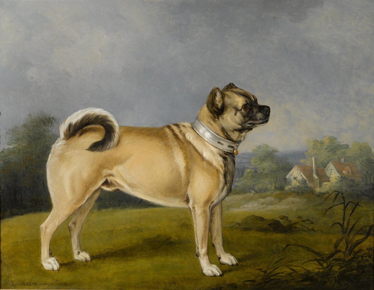 En favoritt mops av Henry Bernard Chalon