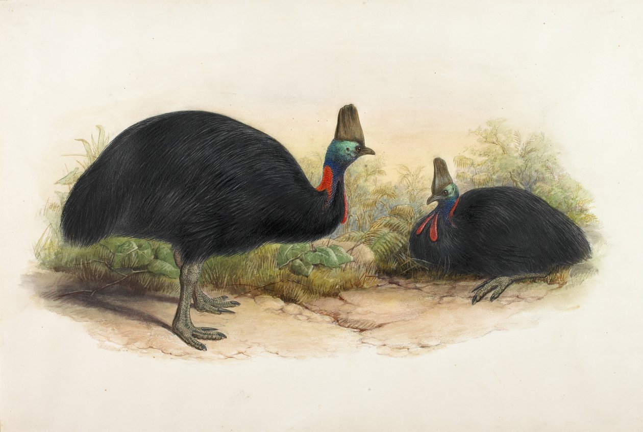 Sørlige Cassowary, Casuarius casuarius av Henry Constantine Richter